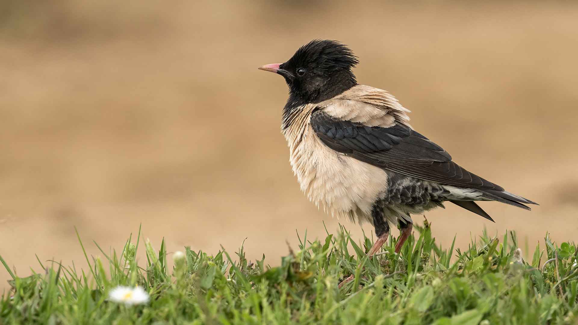 Rosy Starling